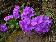 24 Primule irsute (Primula hirsuta)